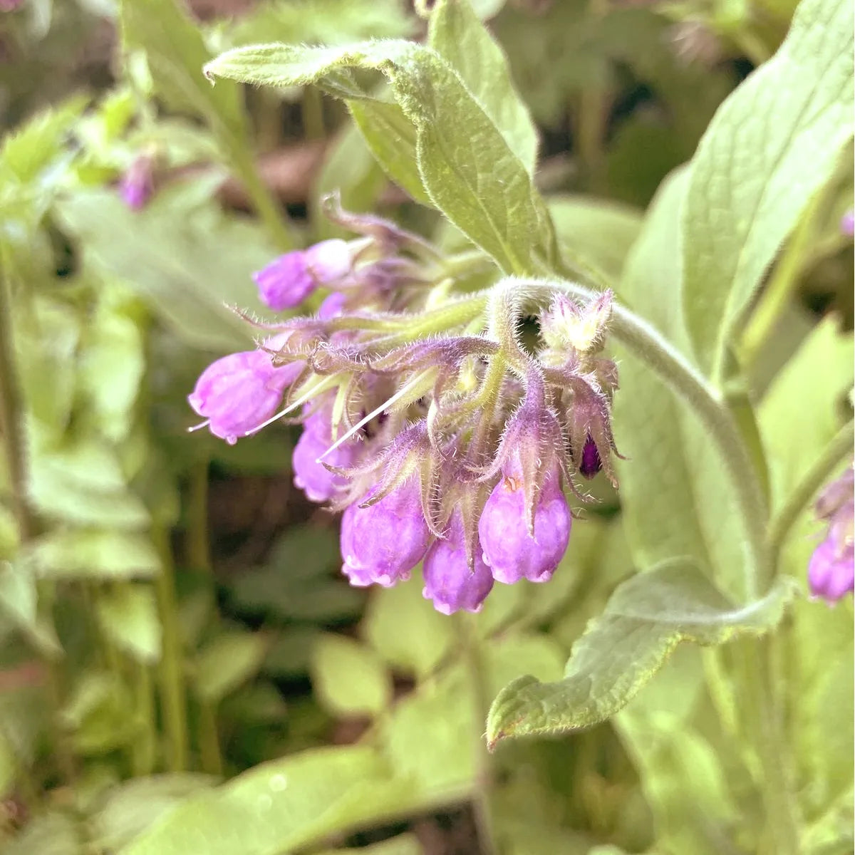 Close-up of purple flowers with green leaves on a blurred natural background